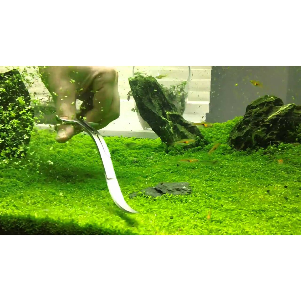 GUNTING TRIMING AQUASCAPE UJUNG LURUS STAINLESS STELL MURAH