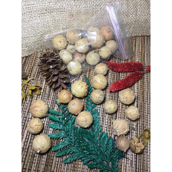 

TERLARIS Buah Majaan Manjakani Asli