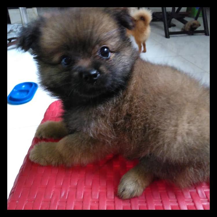 Spesial Anjing Minipom Betina Lucu Aman Shopee Indonesia
