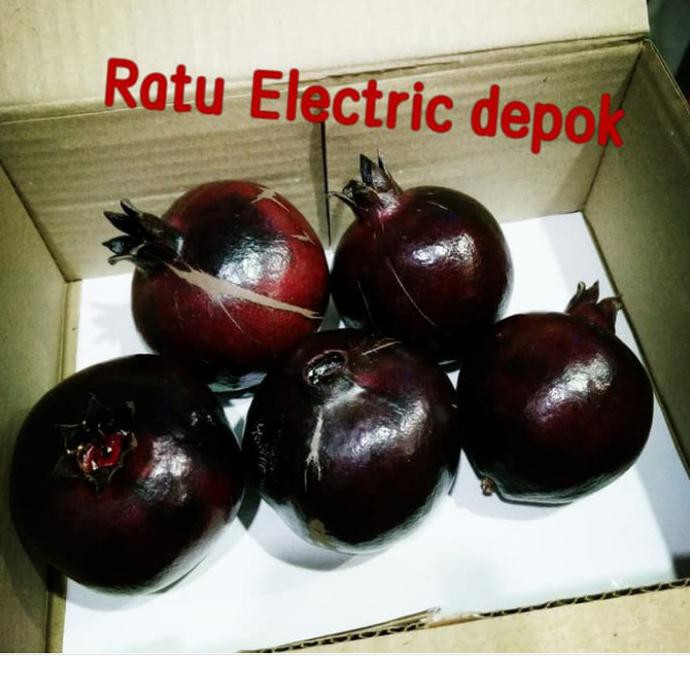 DELIMA HITAM / BUAH DELIMA HITAM FRESH ratele992 Segera Beli
