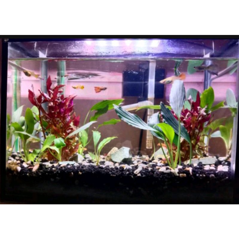 anubias sp Aquascape