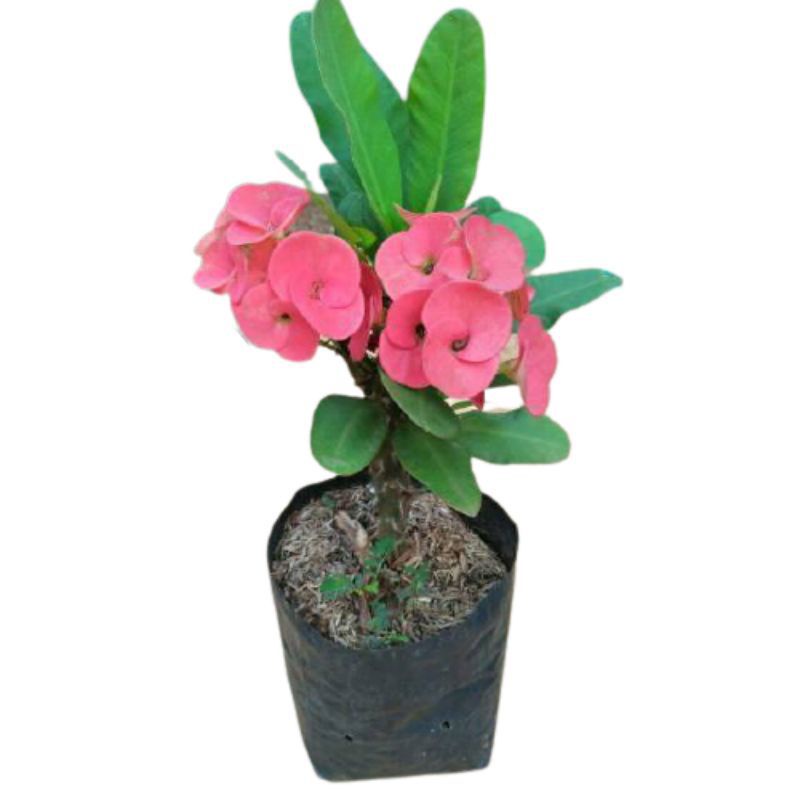 TANAMAN HIAS EUPHORBIA//PINK NANA