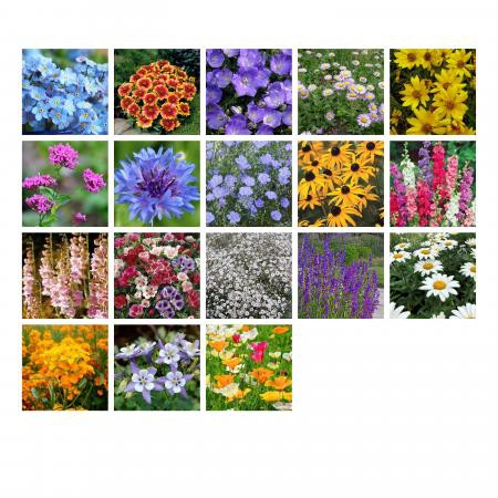 PlantaSeed - 200 Seeds - 18 Jenis Rocky Mountain Wildflower - PAS0230