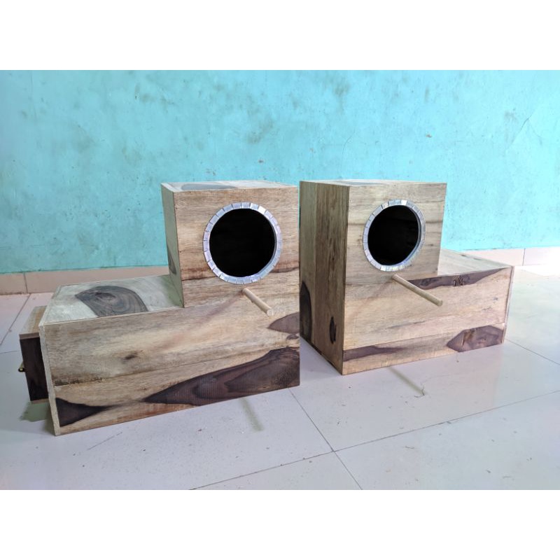 Glodok Parkit Australia Falk Nuri Bentuk L Glodok Sunconure