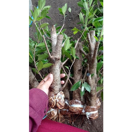 Bibit murah bonsai kimeng gegelan ukuran jempol kaki