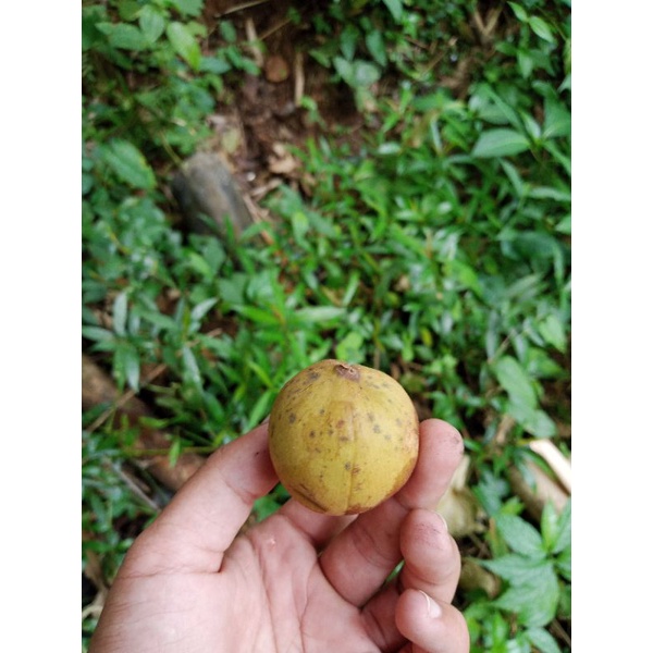 

Buah pala segar muda fress 300gram