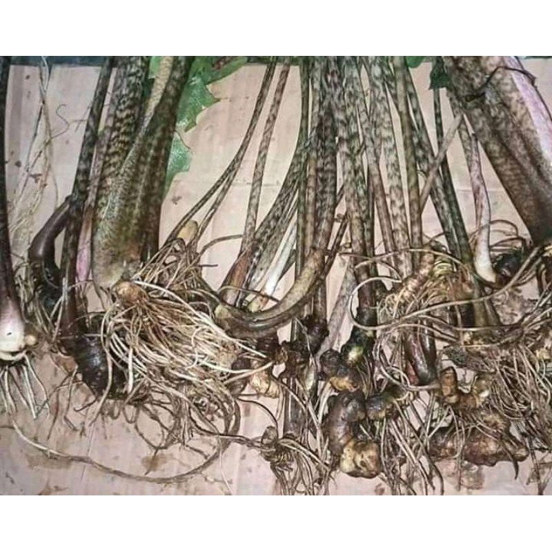 PAKET 5 BONGGOL ALOCASIA ZEBRINA SP SULAWESI