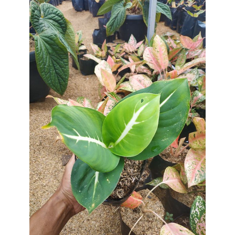Aglaonema difen Gurita