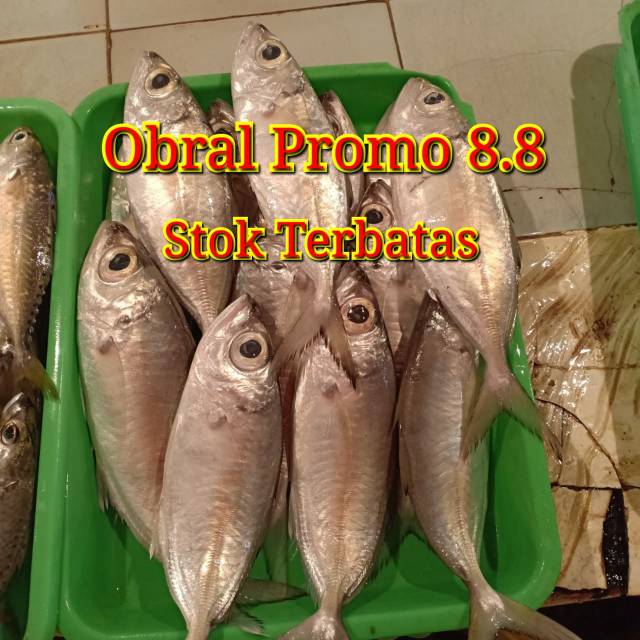 

Ikan kembung matabellok segar 500gr
