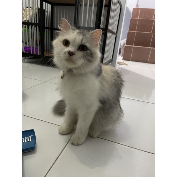 adopsi kucing persia