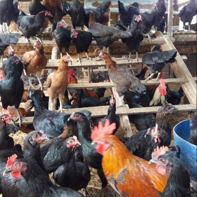 

Ayam kampung
