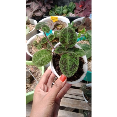 Bunga Episcia Emerald Velvet Tanaman Hias Bunga Episcia Import Bunga Murah