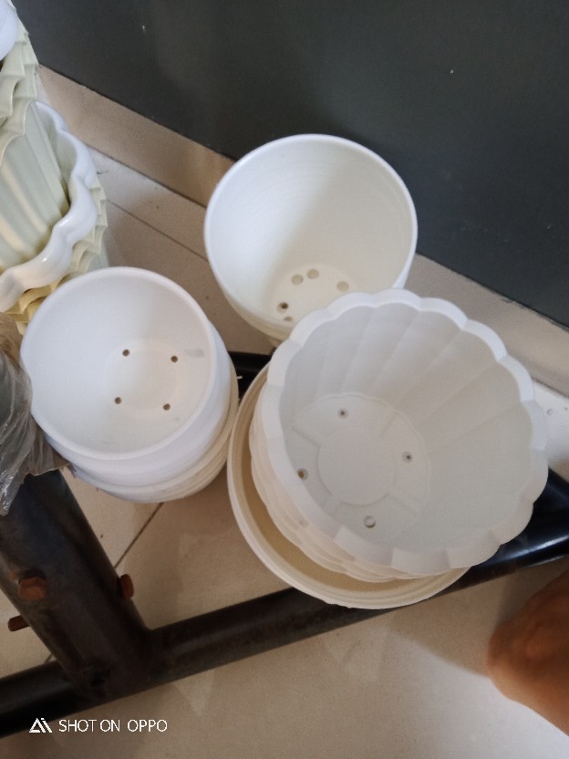 Pot Bunga Tanaman Pirus Madu Tinggi 12 Putih