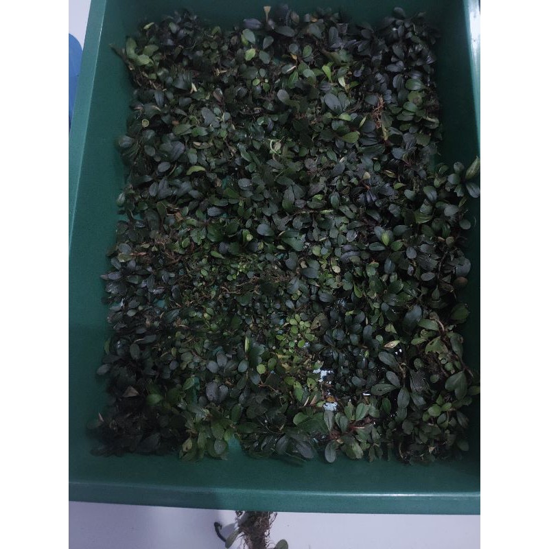 buce phalandra sp mini