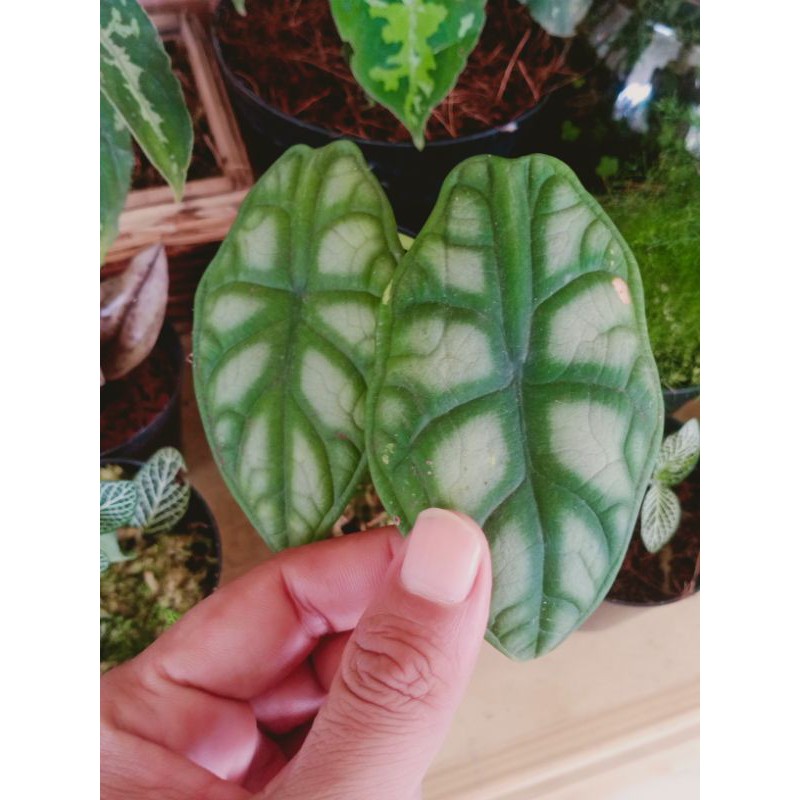 Alocasia Silver Dragon