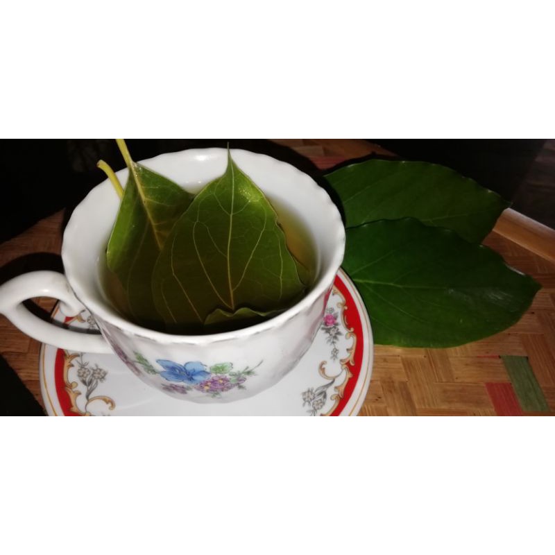 

Daun Alpukat segar /100 lembar