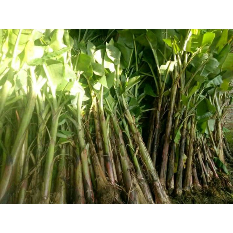 

bibit pisang tandukk