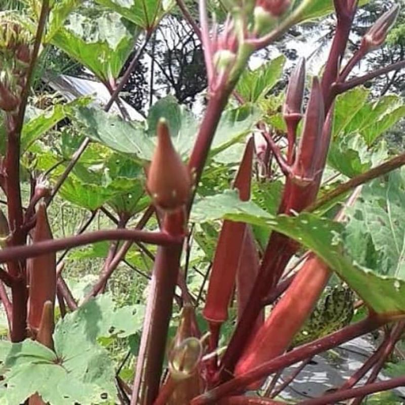 Benih Okra