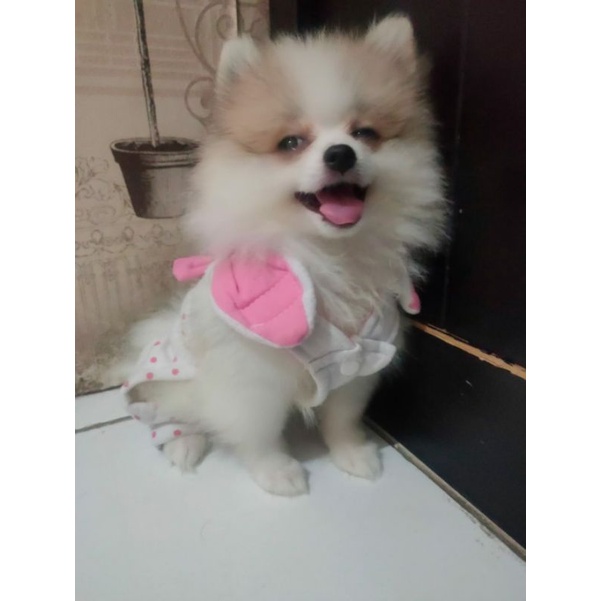 Jual Anjing Mini Pom Betina