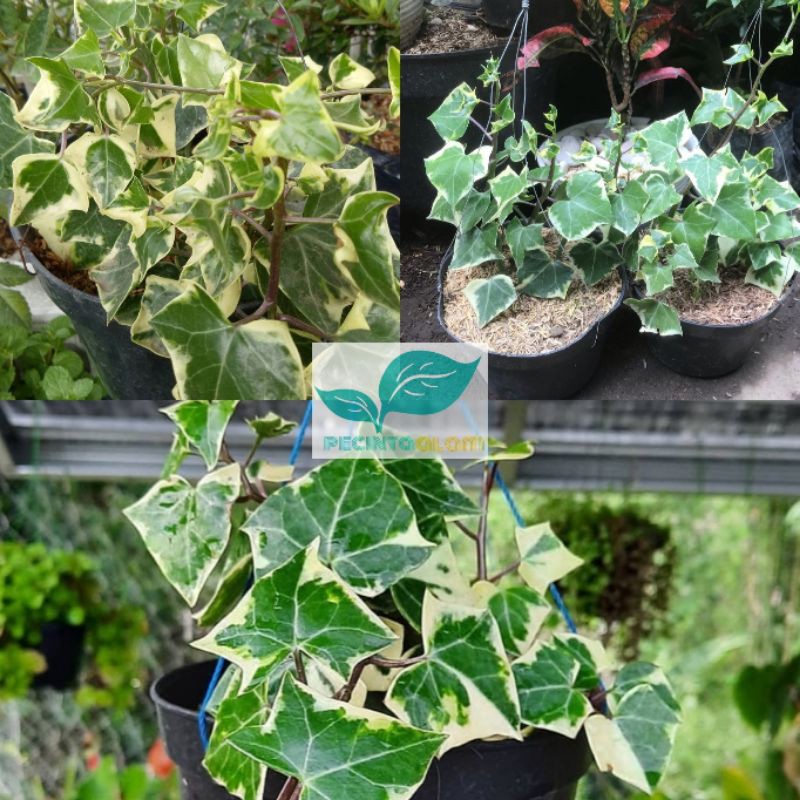 Bibit tanaman hias English ivy variegata/Bunga gantung ivy English varigata