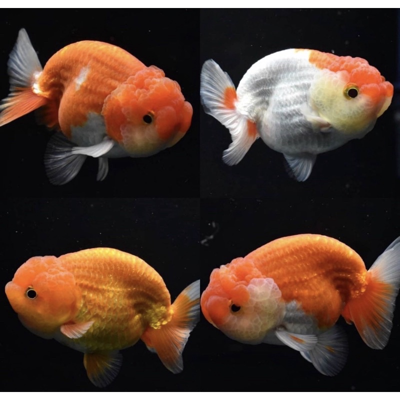 IKAN KOKI RANCHU JUMBO 15CM