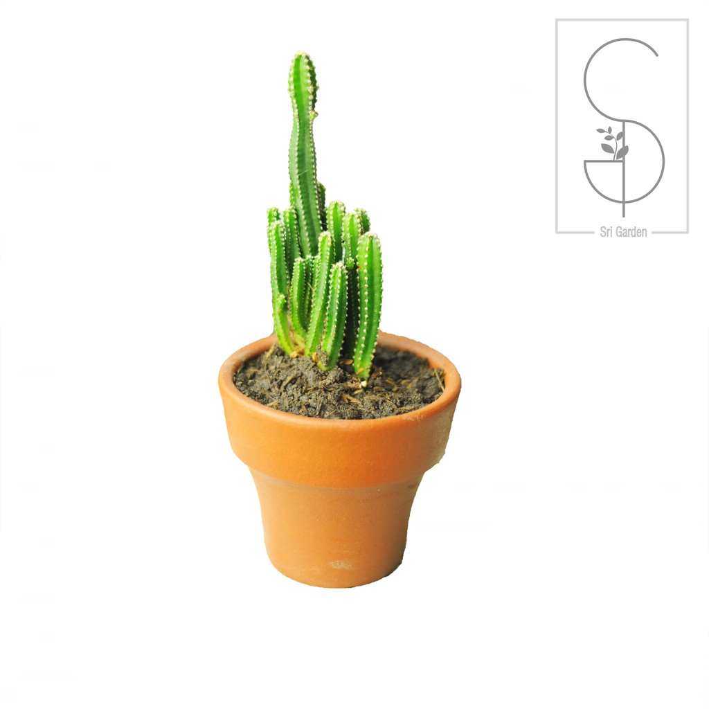 Tanaman Hias Kaktus Mini "Cereus Tetragonus"