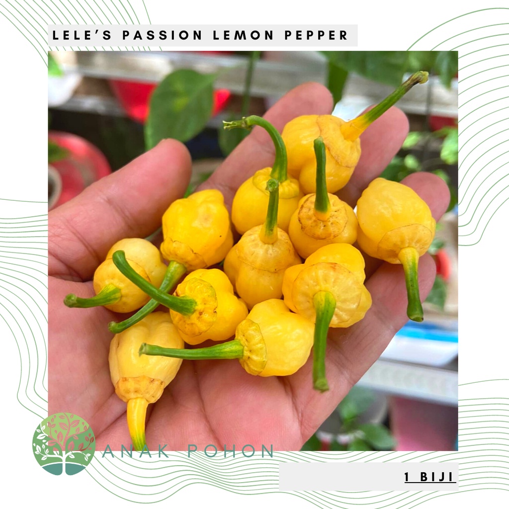 Benih Bibit Biji - Cabai Lele’s Passion Lemon Cabe Pepper Seeds