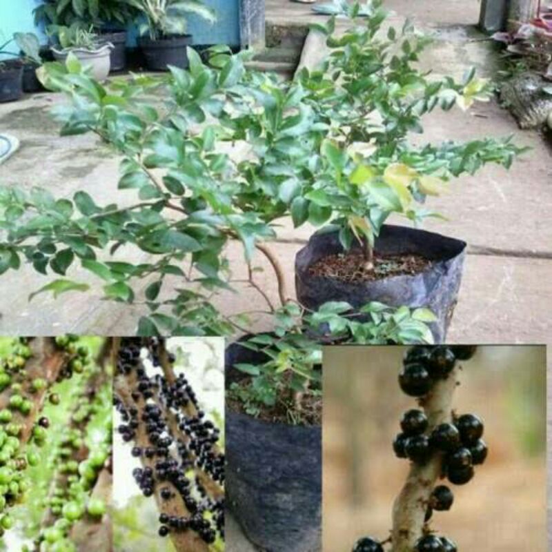 Tanaman hias kupa landak / anggur brazil