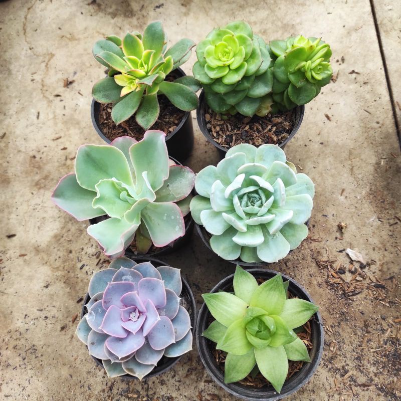 tanaman hias kaktus sukulen paket isi 6pcs