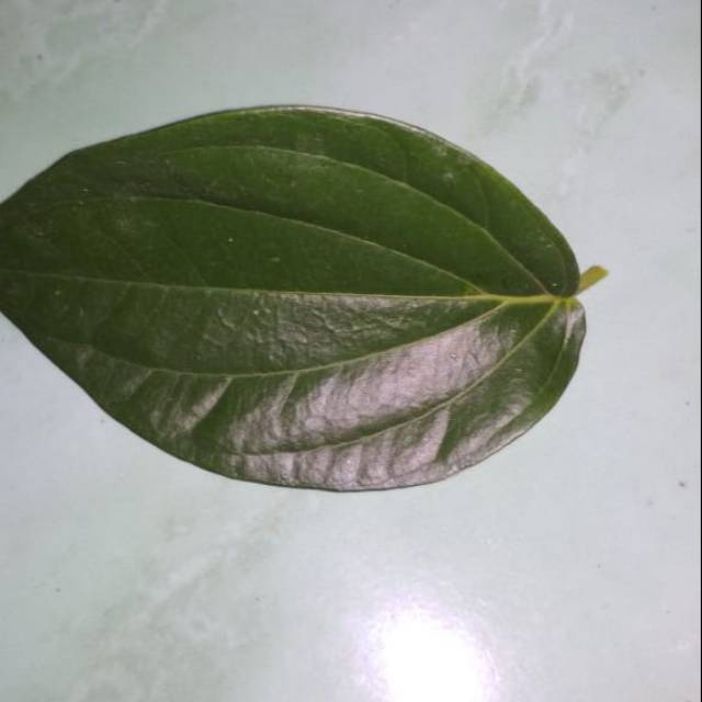 

Daun sirih hijau segar 200gram