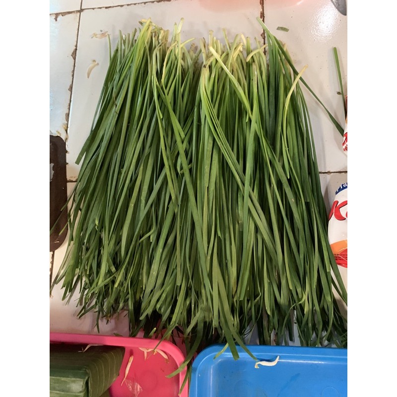 

daun kucai