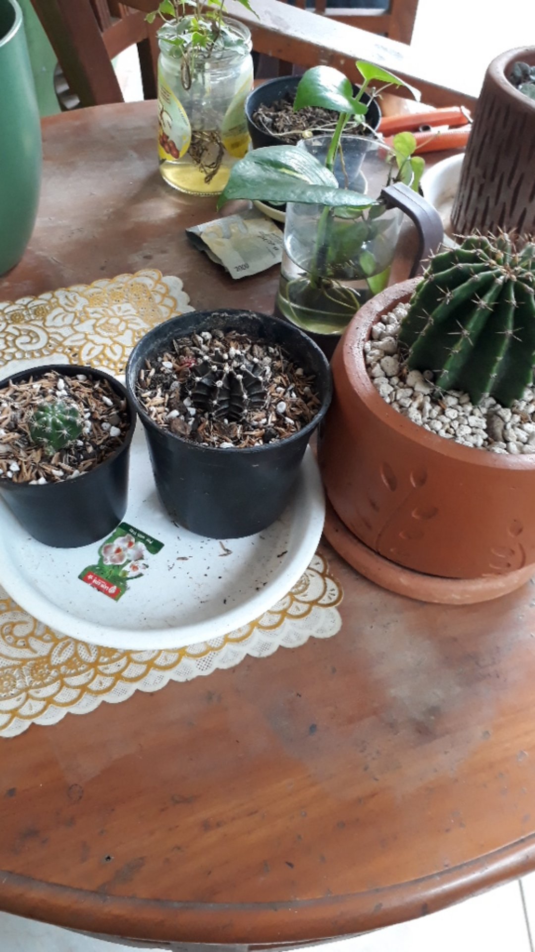 Kaktus Gymno Dari Biji