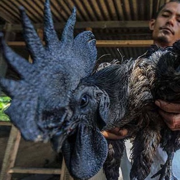 TELUR AYAM CEMANI LIDAH HITAM UNTUK DITETASKAN FERTIL ASLI