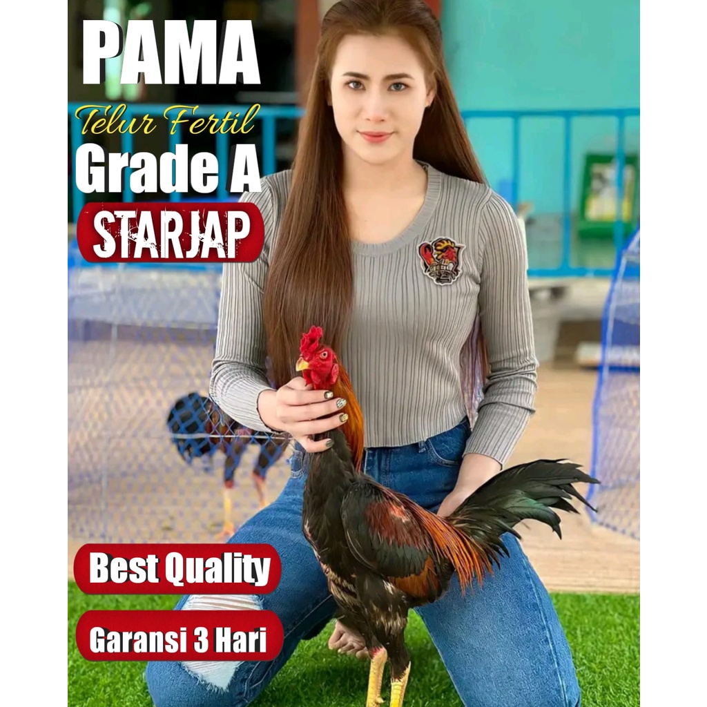 telur asli ayam pama thailand super jalu akurat