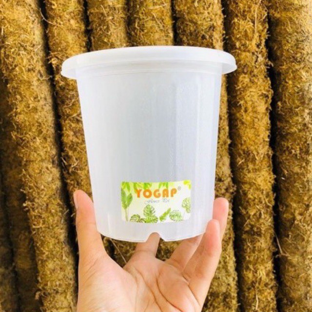 

yogap bening 10cm