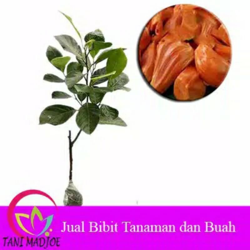 bibit nangka merah super
