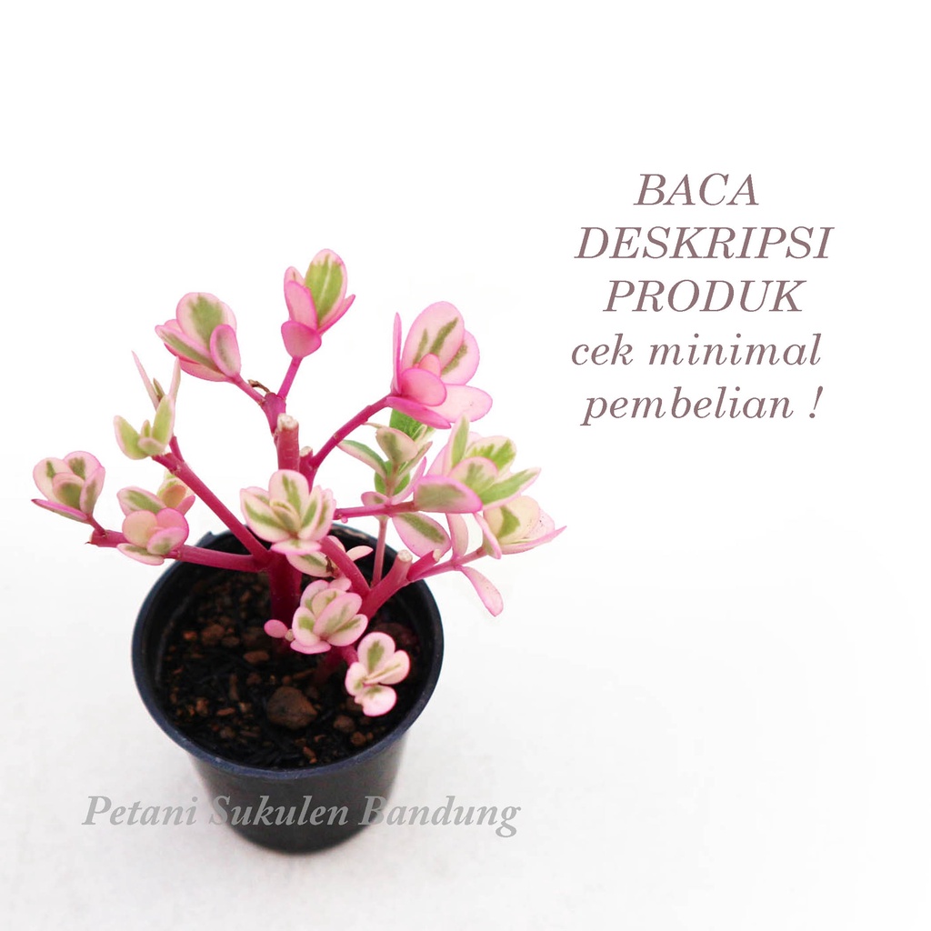 Kaktus Sukulen PILIH gratis POT sekulen skulen mini cactus tanaman hias asli *bukan plastik artificial