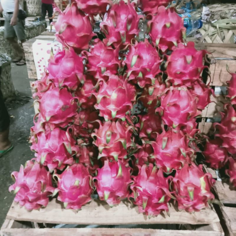 

Buah Naga 1kg