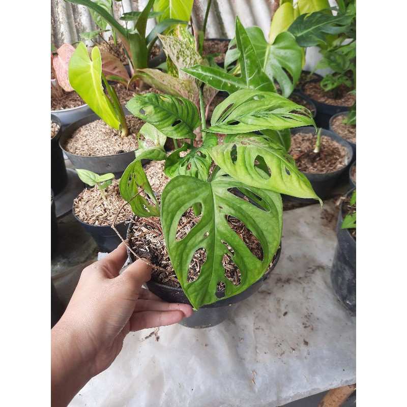 Monstera Acuminata Shopee Indonesia