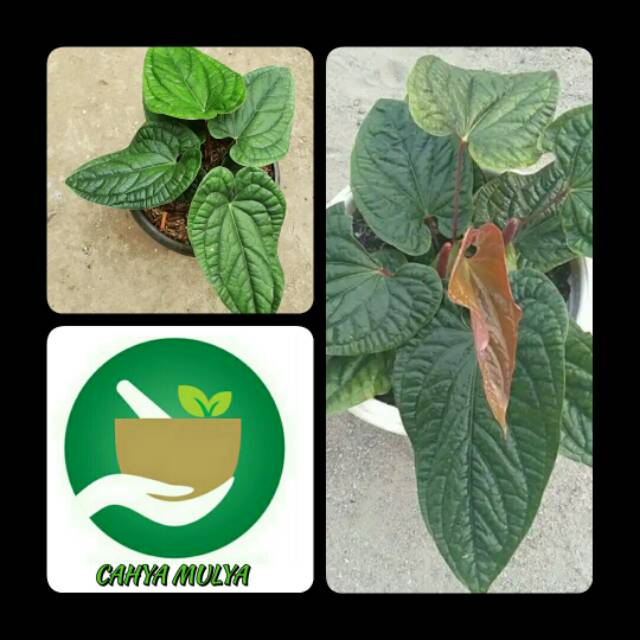 Bibit tanaman anthurium sirih- tanaman hias anthurium sirih unik dan langka