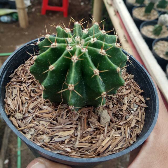 

Echinopsis