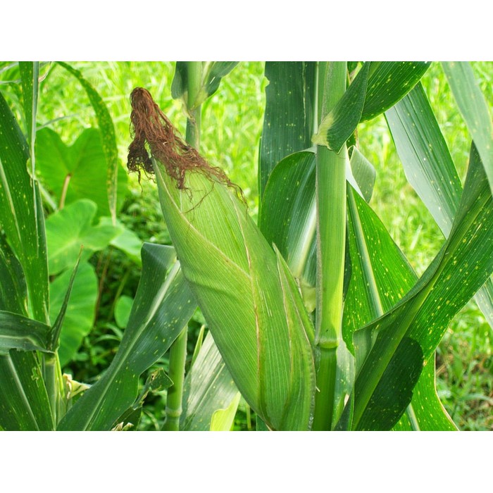 50 Benih Jagung Manis Bimo bibit tanaman sayur sayuran