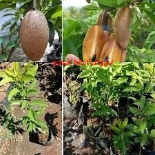 Bibit Sawo Mentimun terlaris-Bibit Buah Sawo Mentimun Okulasi-Bibit Tanaman Buah Sawo Mentimun Super
