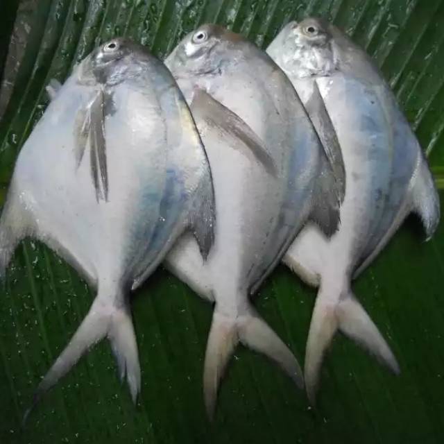 

Ikan Bawal Laut