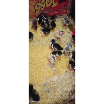 ANAK AYAM BANGKOK-Anaka Ayam Bangkok-Ayam Bangkok