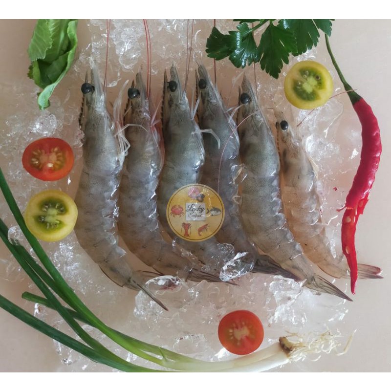 

Udang vanami fresh