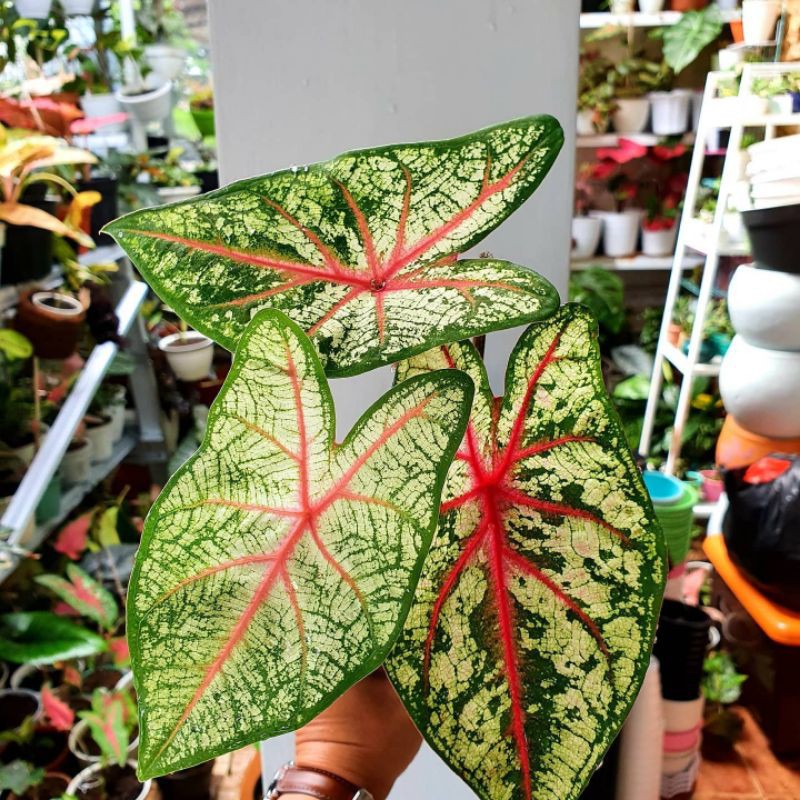 keladi red bone/keladi caroline worthon