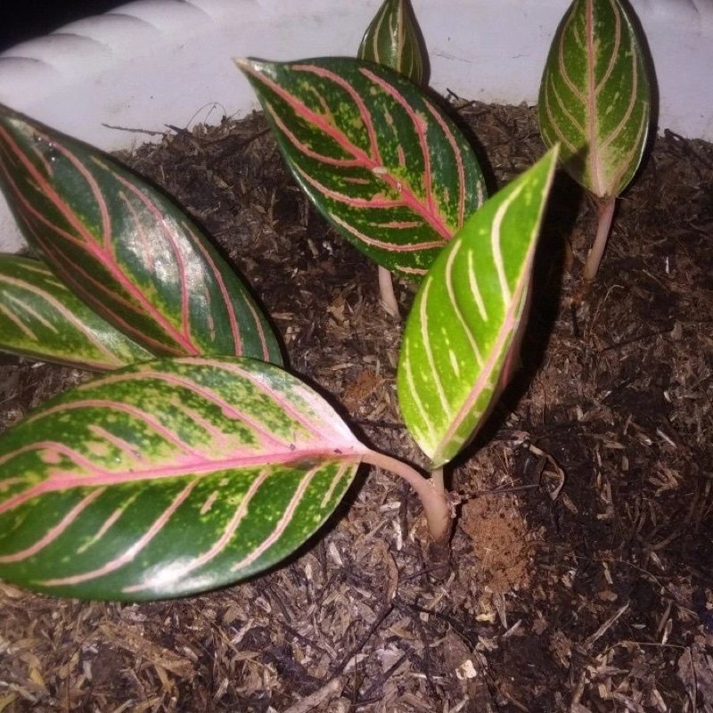 MURAH BEBY ANAKAN RED SUMATERA DAUN 2-3