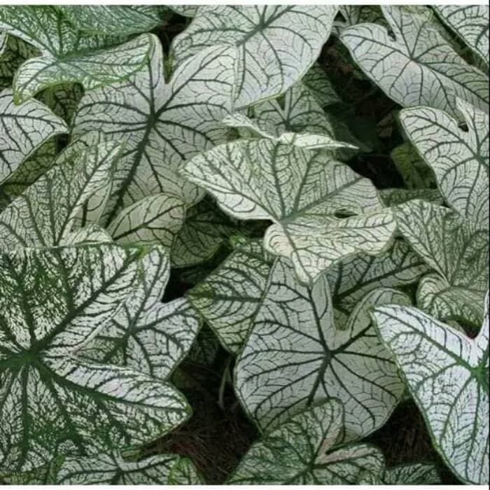 Tanaman hias caladium beauty thai white keladi putih