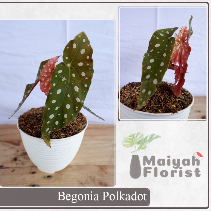 Begonia Polkadot - Tanaman Daun